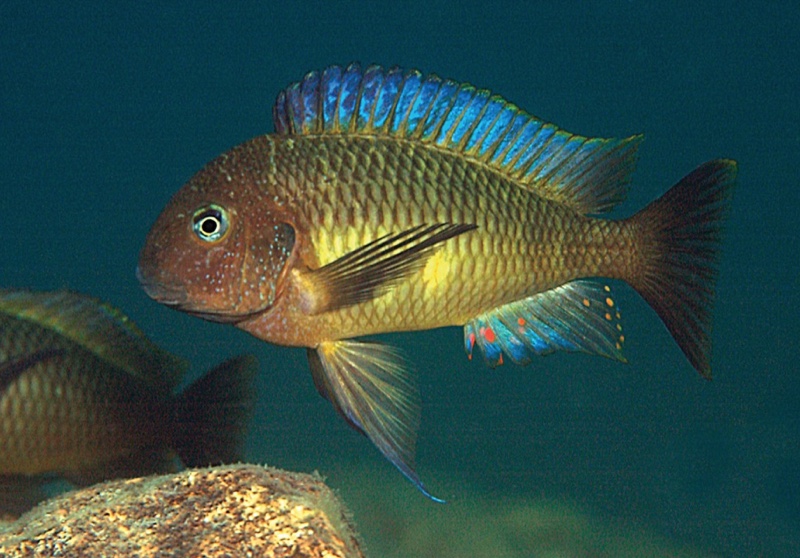 Tropheus moorii 'Mwinza'